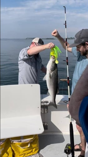 Striper Trolling Trip In Port Washington