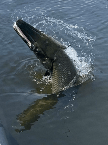 Lake Pontchartrain Gar Trip In Mandeville