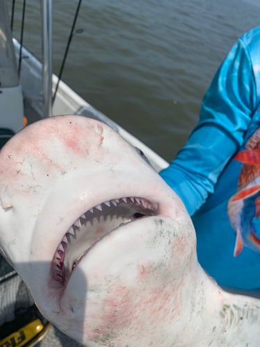 Lake Pontchartrain Gar Trip In Mandeville