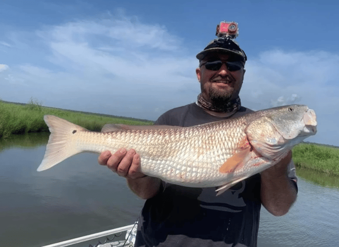 Louisiana Redfish, Speckled Trout, And Sheepshead Trip In New Orleans