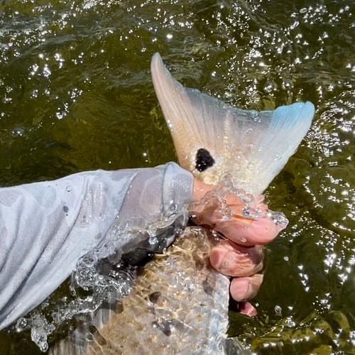 Islamorada Flats And Backcountry In Tavernier