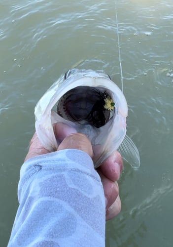 Islamorada Flats And Backcountry In Tavernier