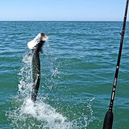 Boca Grande Tarpon Hook-Up In Bokeelia