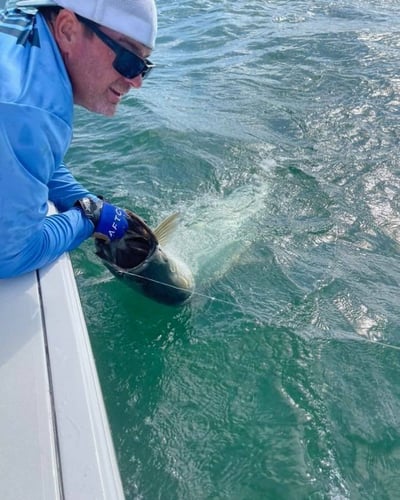 Boca Grande Tarpon Hook-Up In Bokeelia