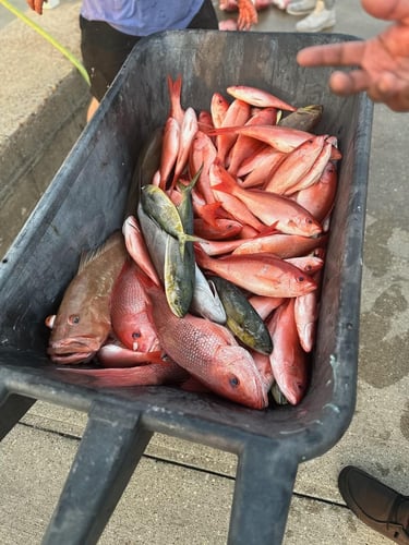 Panama City Snapper Special In Panama City