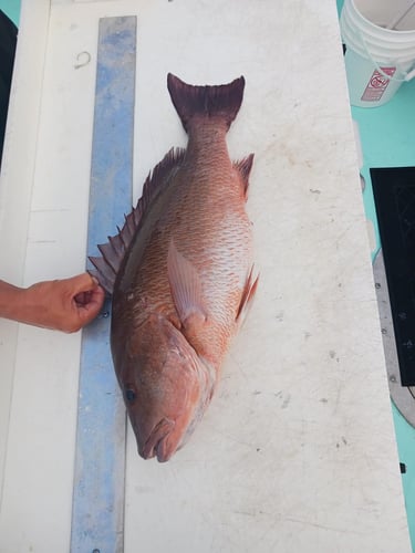 Panama City Snapper Special In Panama City