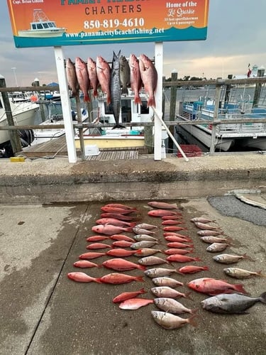 Panama City Snapper Special In Panama City