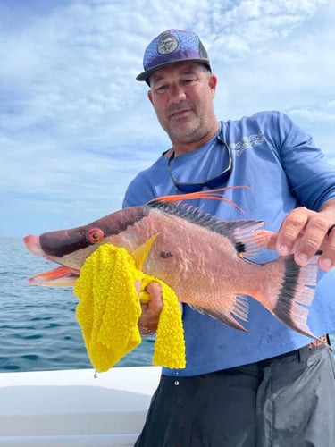 Hogfish Trip - 35' Contender In Tierra Verde