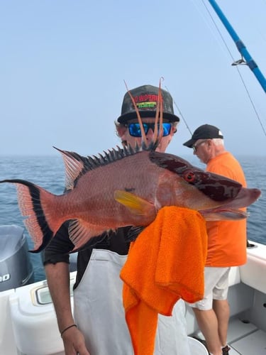 Hogfish Trip - 35' Contender In Tierra Verde