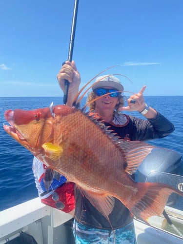 Hogfish Trip - 35' Contender In Tierra Verde