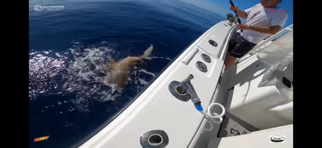 Shark Encounter - 35' Contender In Tierra Verde