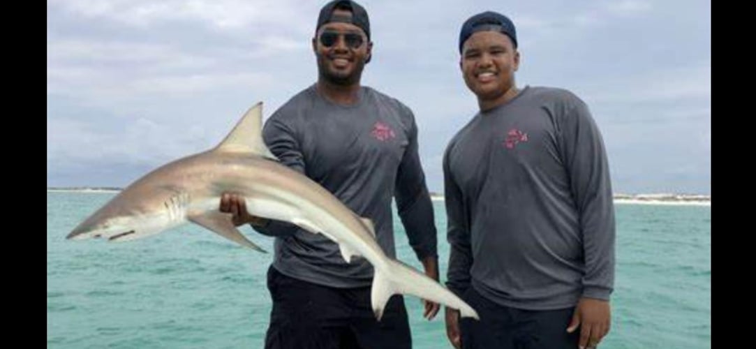 Shark Encounter - 48’ Yacht In Tierra Verde