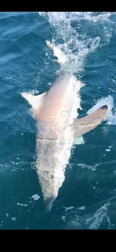 Shark Encounter - 35' Contender In Tierra Verde