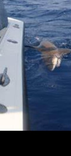 Shark Encounter - 48’ Yacht Sport Fish In Tierra Verde