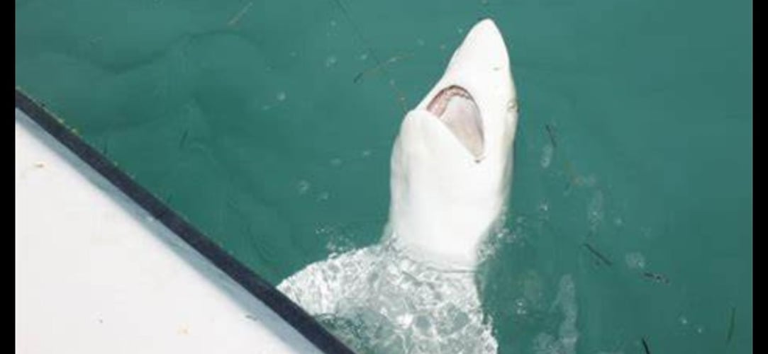 Shark Encounter - 48’ Yacht In Tierra Verde