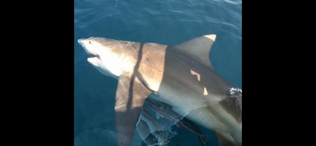 Shark Encounter - 35' Contender In Tierra Verde