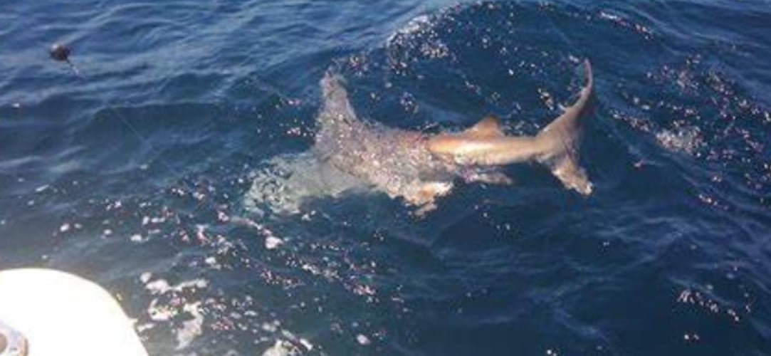 Shark Encounter - 48’ Yacht Sport Fish In Tierra Verde