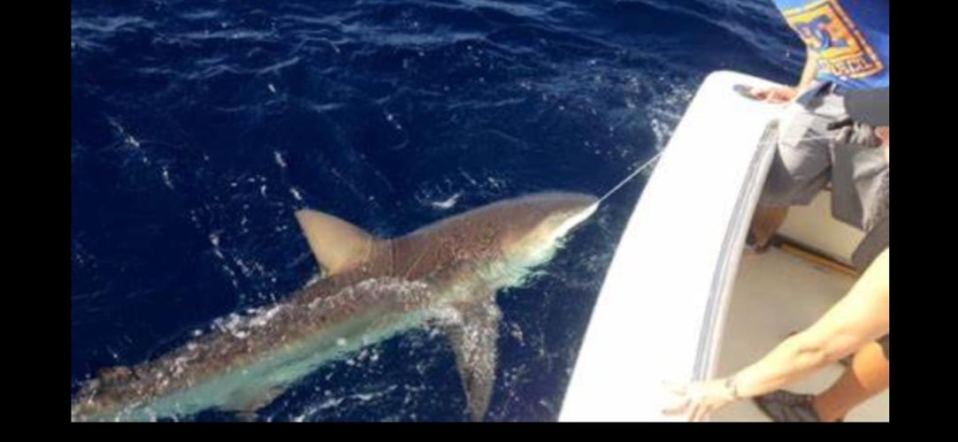 Shark Encounter - 35' Contender In Tierra Verde