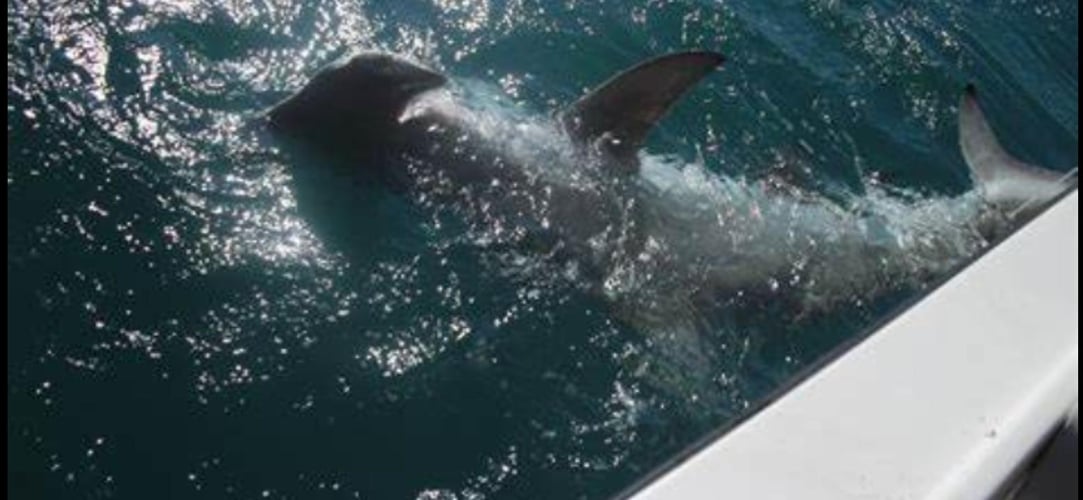 Shark Encounter - 48’ Yacht In Tierra Verde