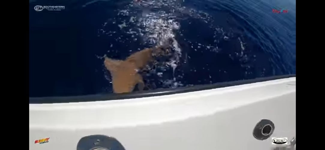 Shark Encounter - 48’ Yacht In Tierra Verde