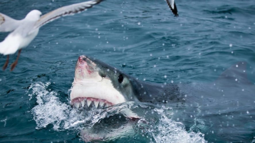 Shark Encounter - 28' In Tierra Verde