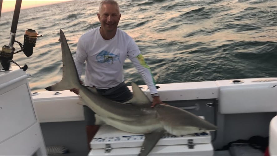 Shark Encounter - 35' Contender In Tierra Verde