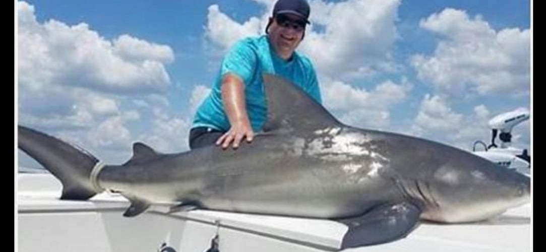 Shark Encounter - 48’ Yacht In Tierra Verde