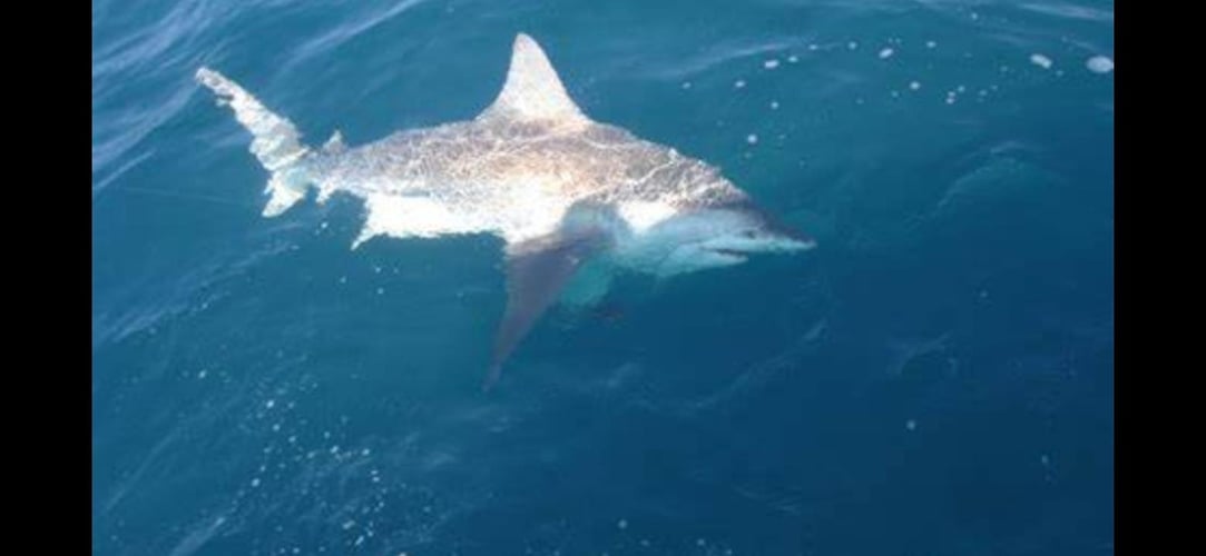 Shark Encounter - 35' Contender In Tierra Verde