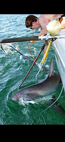 Shark Encounter - 28' In Tierra Verde