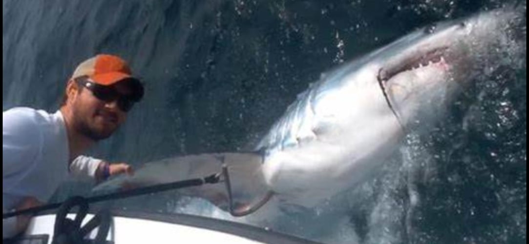 Shark Encounter - 35' Contender In Tierra Verde