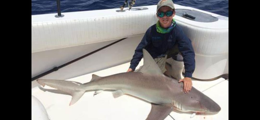 Shark Encounter - 48’ Yacht In Tierra Verde