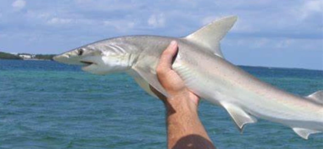 Shark Encounter - 48’ Yacht In Tierra Verde