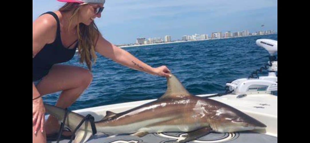 Shark Encounter - 35' Contender In Tierra Verde