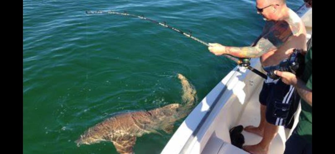 Shark Encounter - 48’ Yacht In Tierra Verde