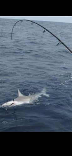 Shark Encounter - 35' Contender In Tierra Verde