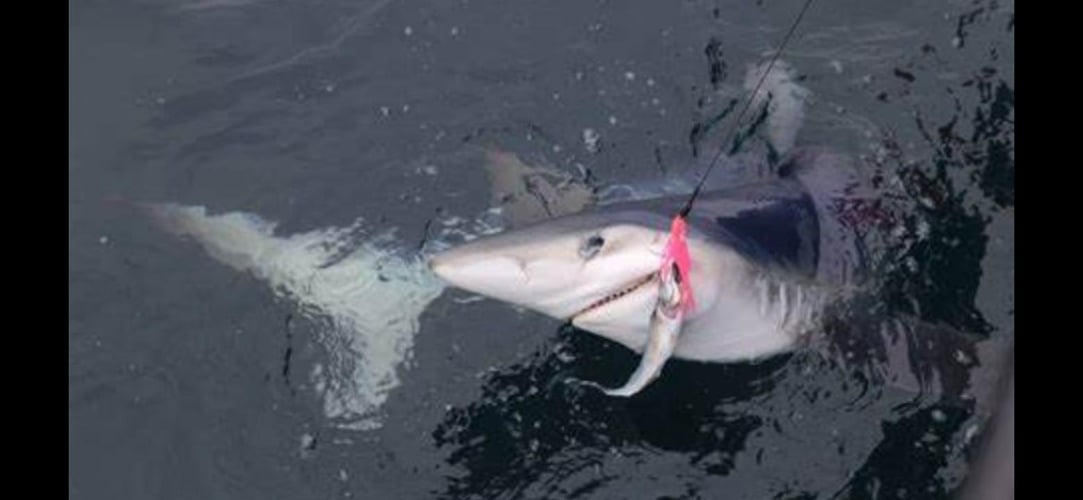 Shark Encounter - 48’ Yacht In Tierra Verde