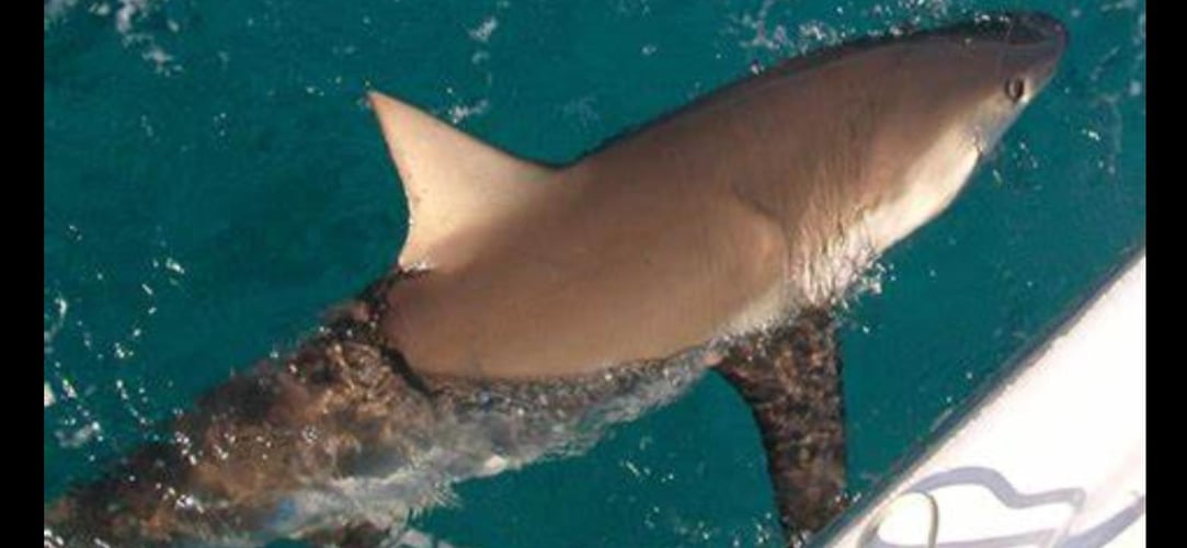 Shark Encounter - 48’ Yacht Sport Fish In Tierra Verde