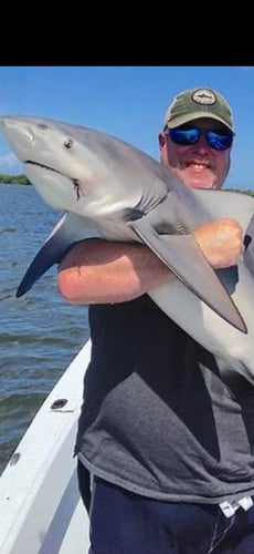 Shark Encounter - 48’ Yacht In Tierra Verde