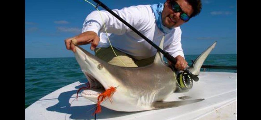 Shark Encounter - 48’ Yacht Sport Fish In Tierra Verde