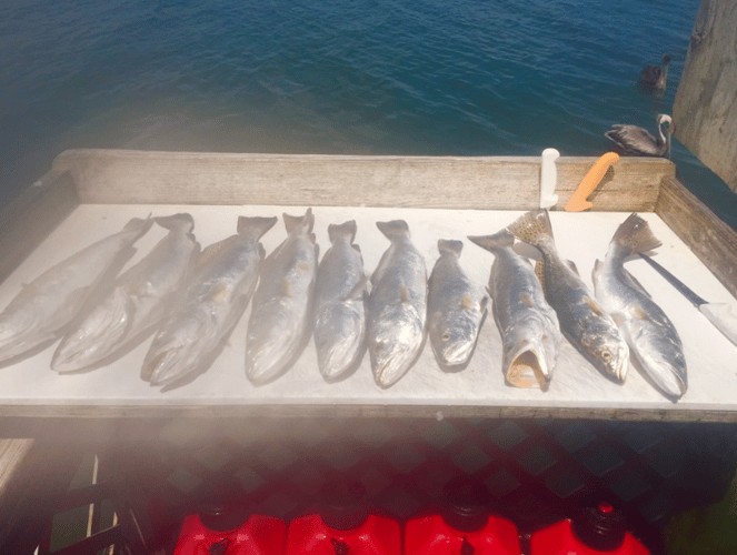 Inshore Fishing Trip in Corpus Christi