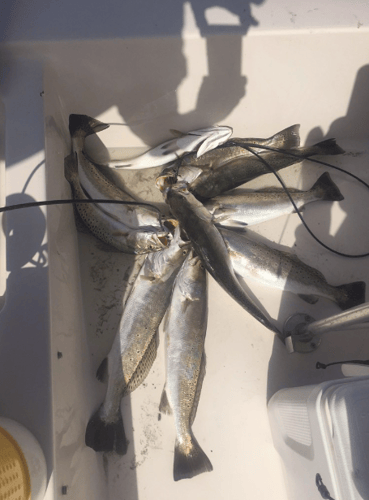 Inshore Fishing Trip in Corpus Christi