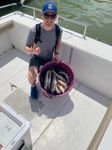Perch and Walleye Slam in Port Clinton