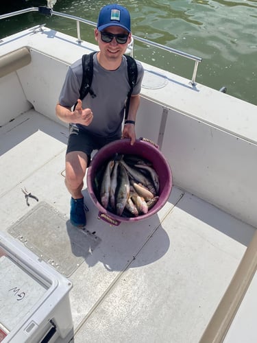 Perch And Walleye Slam In Port Clinton