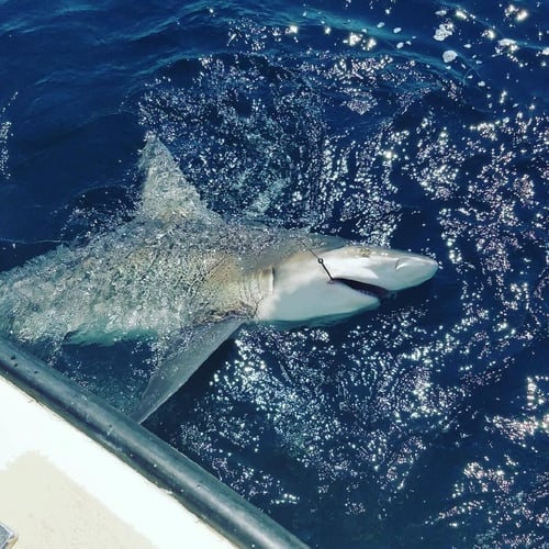 Montauk Shark Special in Montauk