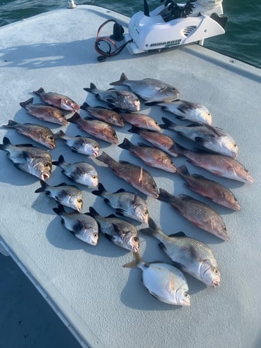 Nearshore/Inshore Madness In Port Orange