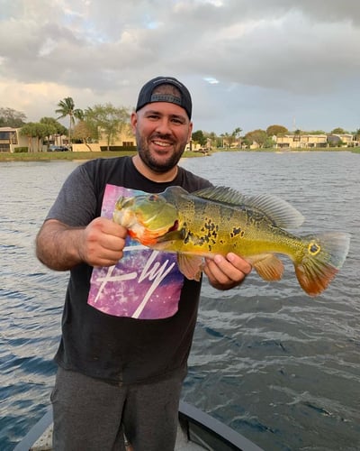 Freshwater Peacock Bass & More In Miami