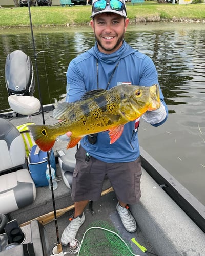 Freshwater Peacock Bass & More In Miami