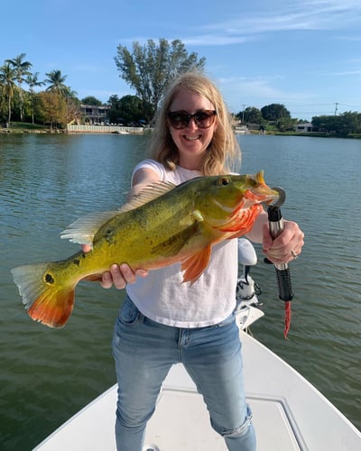 Freshwater Peacock Bass & More In Miami