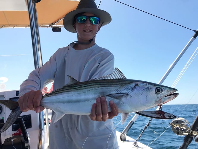 La Cruz De Huanacaxtle Roosterfish In La Cruz De Huanacaxtle