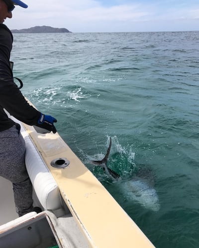 La Cruz De Huanacaxtle Roosterfish In La Cruz De Huanacaxtle